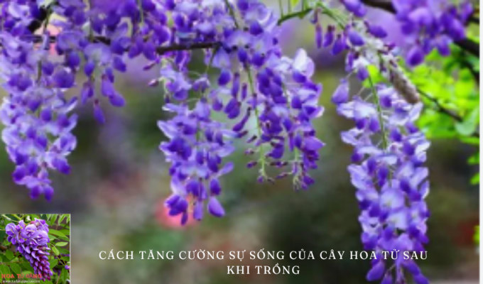 Cách tăng cường sự sống của cây hoa tử sau khi trồng: Bí quyết hiệu quả