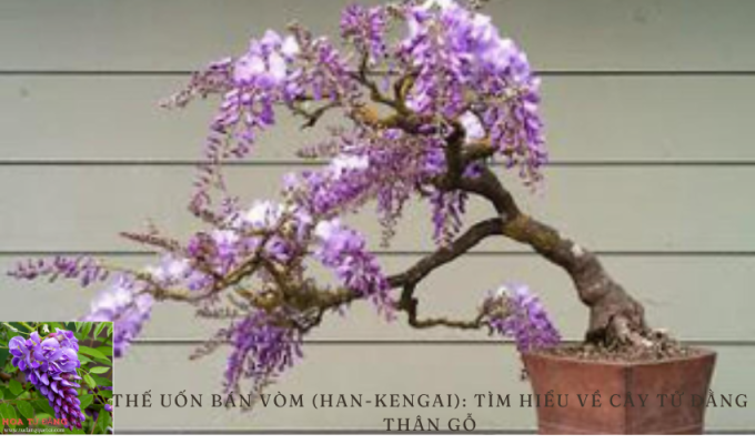 Thế uốn bán vòm (Han-Kengai): Tìm Hiểu Về Cây Tử Đằng Thân Gỗ