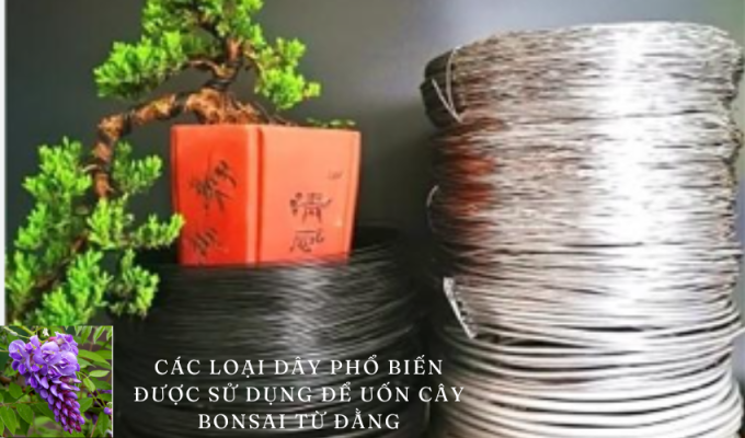 Các loại dây phổ biến được sử dụng để uốn cây bonsai từ đằng