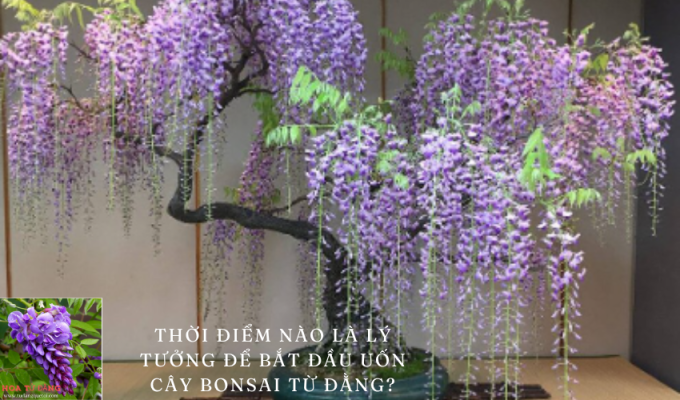 Thời điểm nào là lý tưởng để bắt đầu uốn cây bonsai từ đằng?