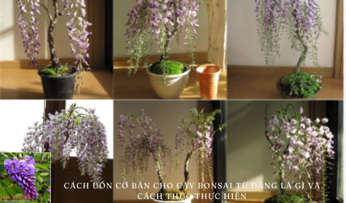 Cách uốn cơ bản cho cây bonsai từ đằng là gì và cách thức thực hiện