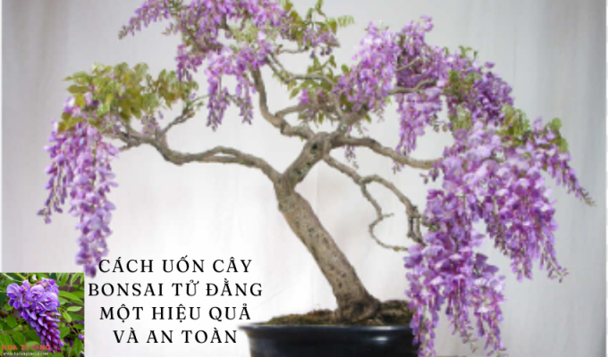 Cách uốn cây bonsai tử đằng một hiệu quả và an toàn