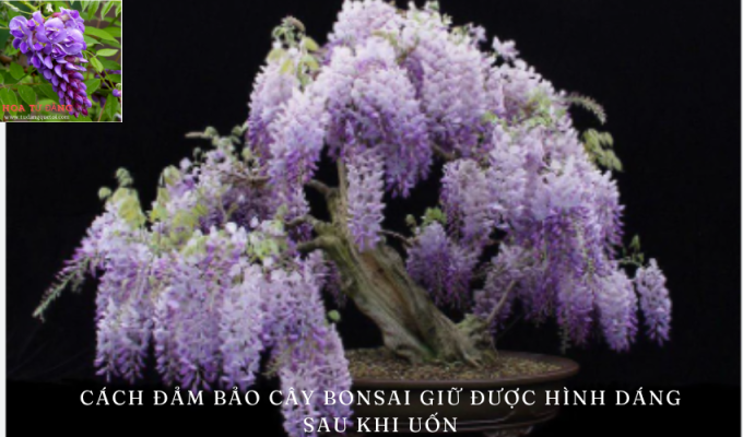 Cách đảm bảo cây bonsai giữ được hình dáng sau khi uốn