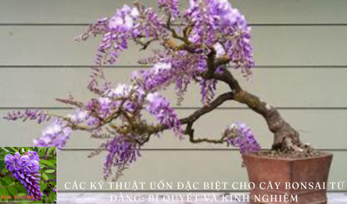 Các kỹ thuật uốn đặc biệt cho cây bonsai từ đằng: Bí quyết và kinh nghiệm