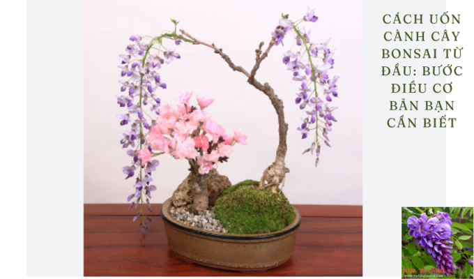 Cách uốn cành cây bonsai từ đầu: Bước điều cơ bản bạn cần biết