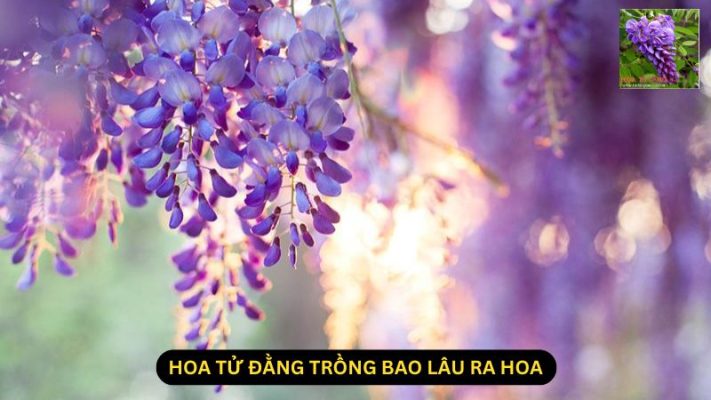 Hoa Tử Đằng Trồng Bao Lâu Ra Hoa?